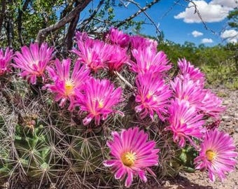 Flabby Pincushion Cactus Seeds (Coryphantha macromeris) 20+Seeds