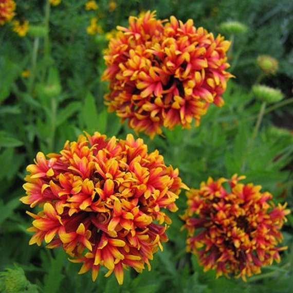 Gaillardia Sundance Bicolor Flower Seeds gaillardia Pulchella