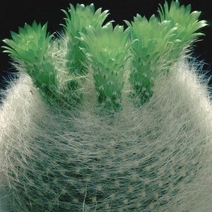 Scarlet Ball Cactus Seeds Brasilicactus Haselbergii 20Seeds image 3