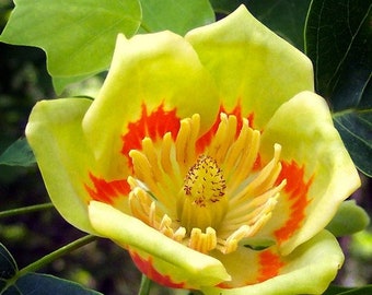 American Tulip Tree Seeds (Liriodendron tulipifera) 20+Seeds