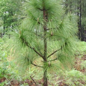 Longleaf Pine Tree Seeds Pinus palustris 5Seeds image 2