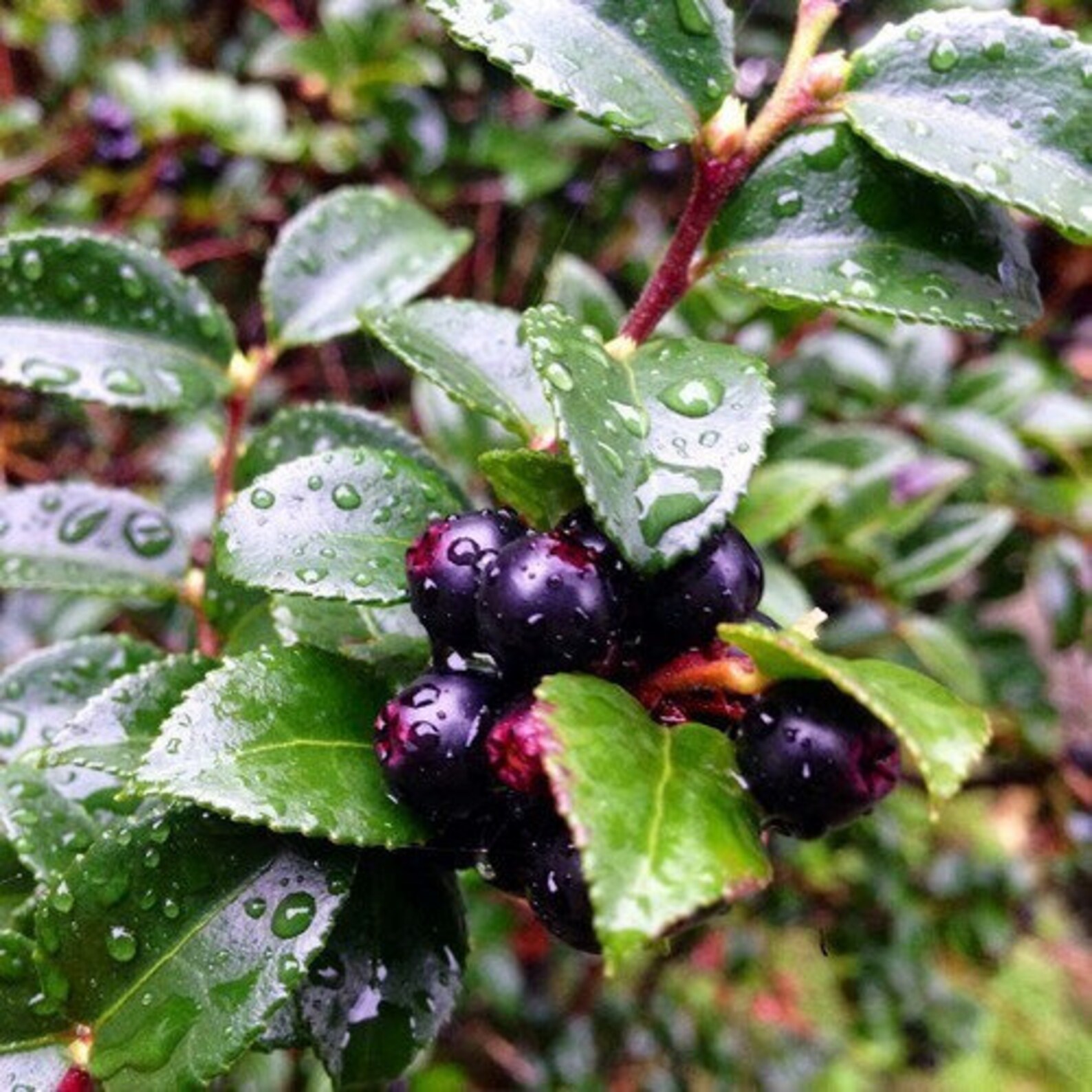Huckleberry Ann