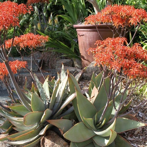 ALOEさま専用 Coral Aloe Plant Seeds (Aloe striata) 20+Seeds - Etsy 日本