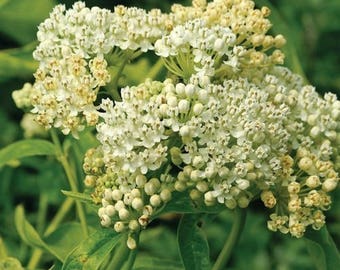 Swamp Milkweed White Flower Seeds (Asclepias Incarnata White) 25+Seeds