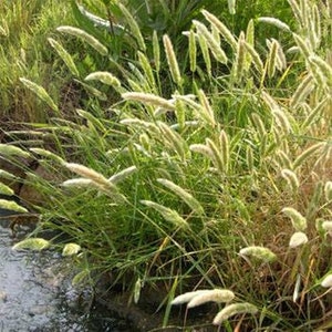 Rabbits Foot Ornamental Grass Seeds Polypogon monspeliensis 200Seeds image 1