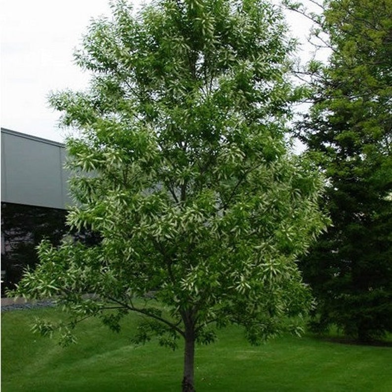 Black Cherry Tree Seeds Prunus serotina 15Seeds image 3