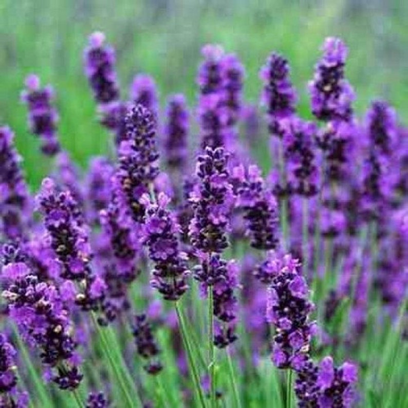 Lavender Hidcote Flower Seeds Lavandula Angustifolia 50Seeds image 3