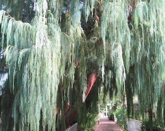 Kashmir Weeping Cypress Tree Seeds (Cupressus cashmeriana) 20+Seeds