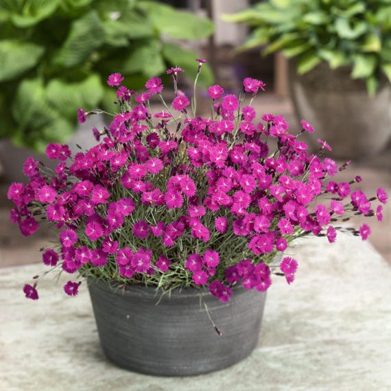ハートシェイカー❁韓国❁Flower入り❁濃いピンク Dianthus Cheddar Pink Fower Seeds (Dianthus Gratianopolitanus) 50+