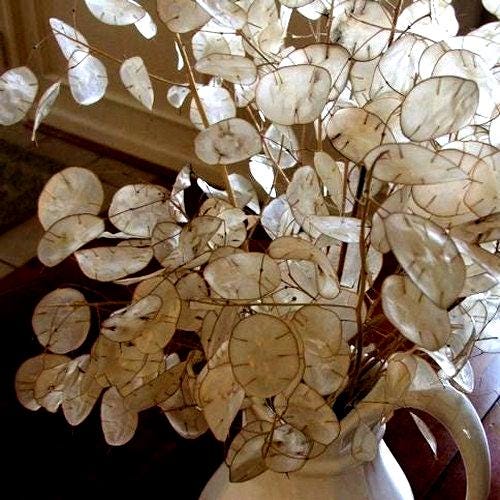 White Flower Garden Seeds Money Plant Seeds (Lunaria Biennis) - 50+ White  Flower Seeds For Garden Planting Biennial Flowering Seeds