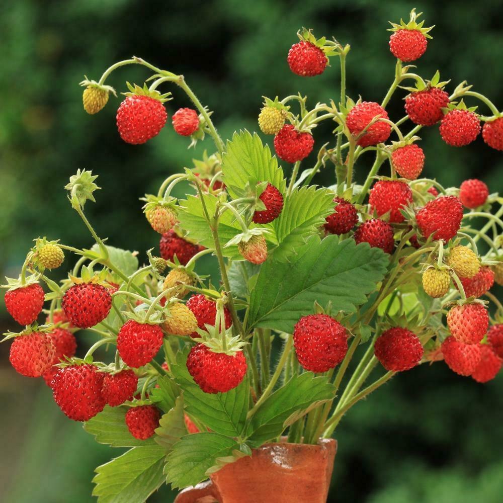 Wild Strawberry Seeds (fragaria Vesca Baron Solemacher) 100+seeds - Etsy