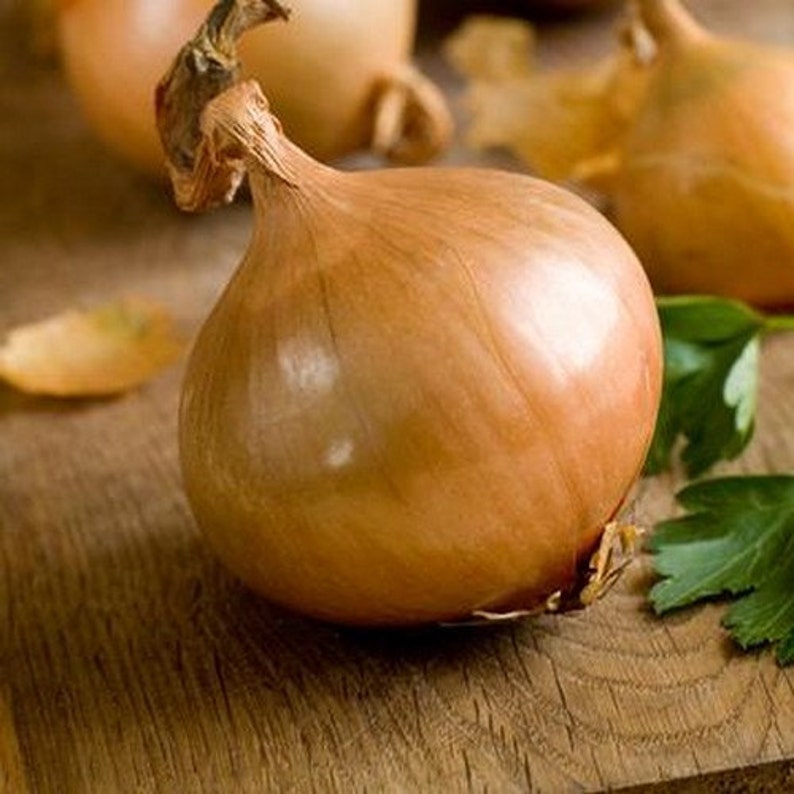 Onion Walla Walla Sweet Vegetable Seeds Allium cepa 50Seeds image 1