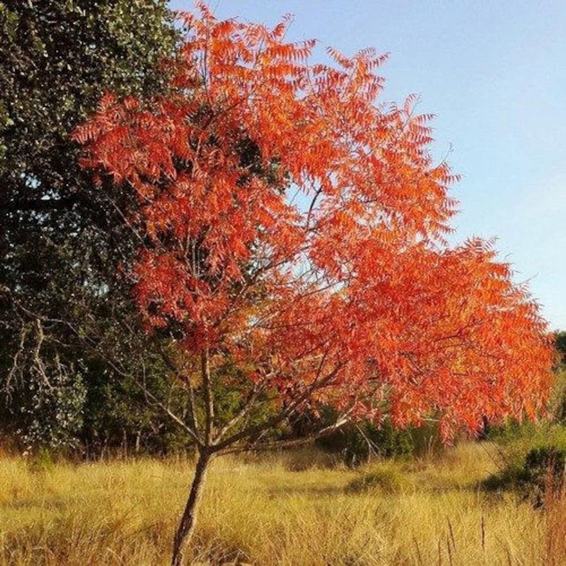 Flameleaf Sumac Tree Seeds Schmaltzia copallinum 40Seeds Etsy