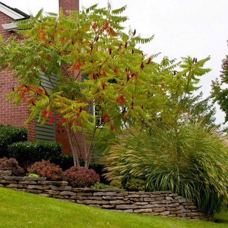 Staghorn Sumac Tree Seeds rhus Typhina 40seeds Etsy