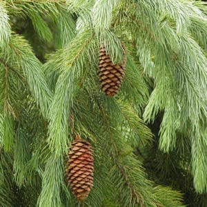 West Himalayan Spruce Tree Seeds (Picea smithiana) 20+Seeds