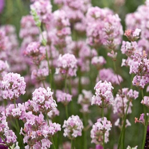 Lavender Rosea Flower Seeds (Lavandula Angustifolia Rosea) 20+Seeds