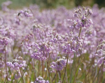 Nodding Pink Onion Herb Seeds (Allium Cernuum) 50+Seeds