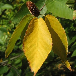 May include: Close-up of a tree branch with yellow leaves and a brown cone-shaped seed pod.