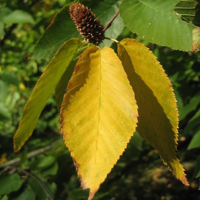 May include: Close-up of a tree branch with yellow leaves and a brown cone-shaped seed pod.