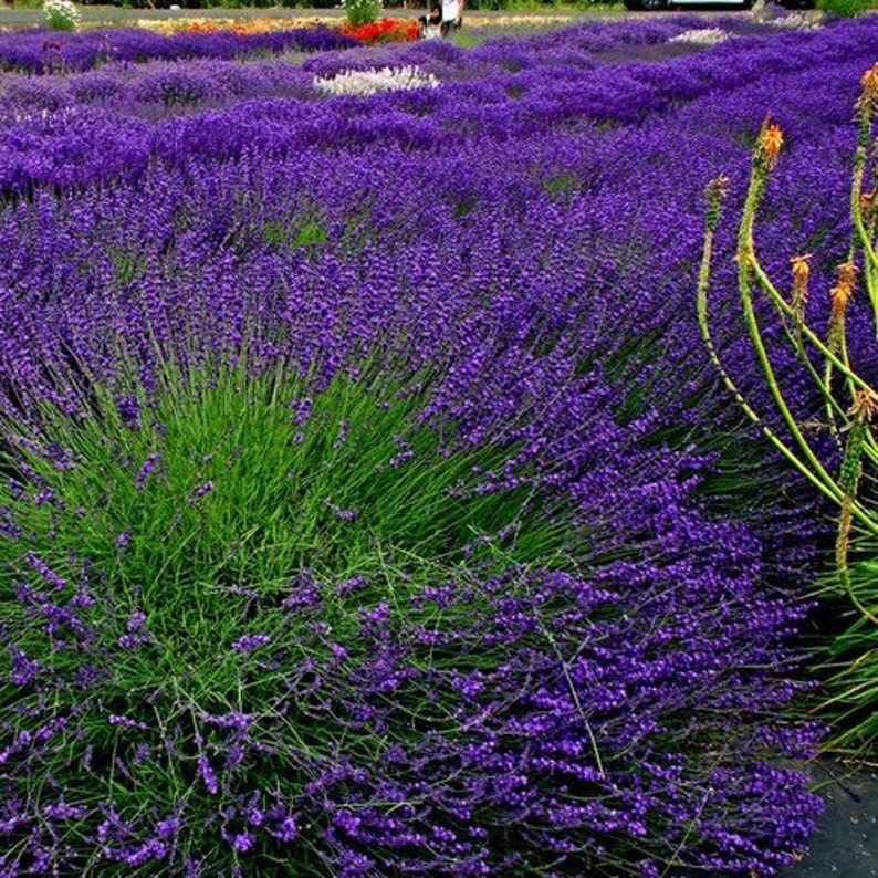 Lavender Hidcote Flower Seeds Lavandula Angustifolia 50Seeds image 1