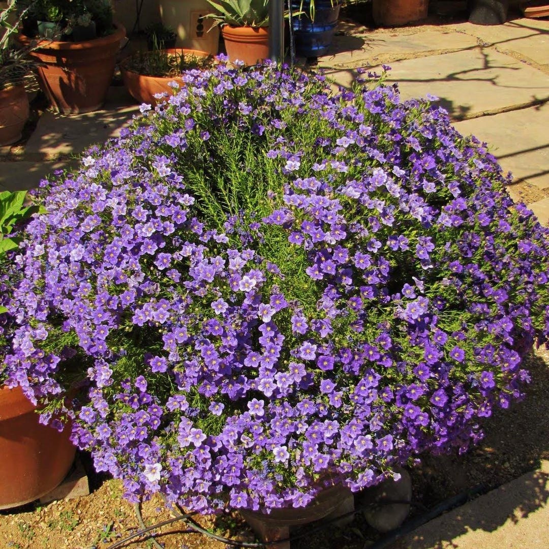 Cup Flower Purple Robe Seeds (nierembergia Hippomanica) 200+seeds