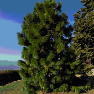 Yunnan Pine Tree Seeds Pinus yunnanensis 30Seeds image 3