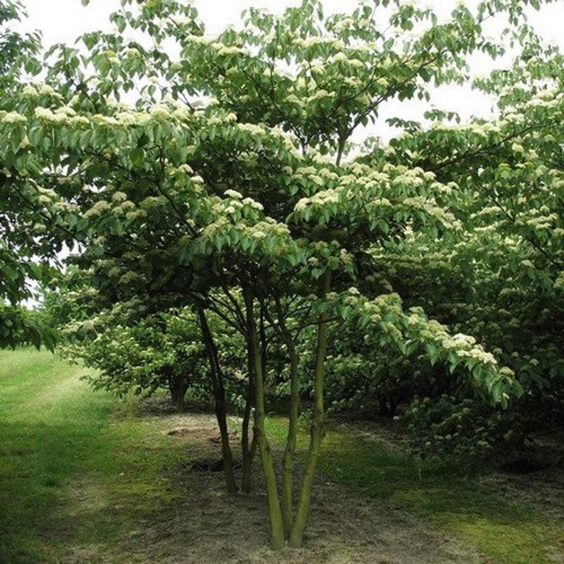 Puede incluir: Un grupo de &aacute;rboles peque&ntilde;os con flores blancas en flor. Los &aacute;rboles tienen m&uacute;ltiples troncos y est&aacute;n creciendo en un campo.