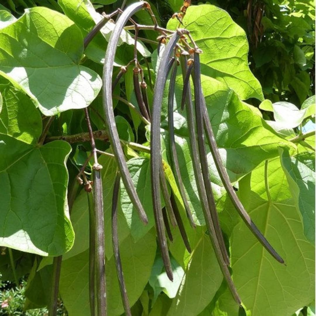 Southern Cigar Tree Seeds catalpa Bignonioides 15seeds Etsy
