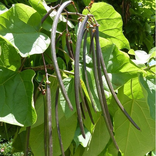 Southern Cigar Tree Seeds (catalpa Bignonioides) 15+seeds