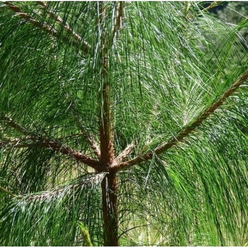 Thinleaf Pine Tree Seeds Pinus maximinoi 20Seeds image 2