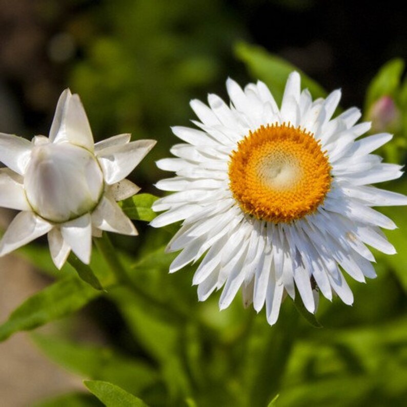 Strawflower Everlasting Daisy White Seeds Helichrysum Bracteatum 200Seeds image 3