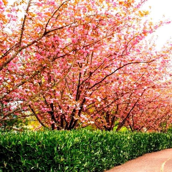 マトリョーシカ カンパニー 「TREE & GIRL CHERRY」 マトリョーシカ