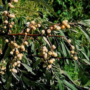 Russian Olive Tree Seeds Elaeagnus angustifolia 5Seeds image 1