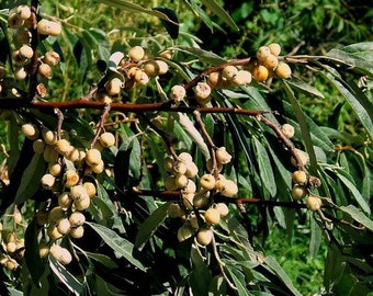 Russian Olive Tree Seeds (Elaeagnus angustifolia) 5+Seeds