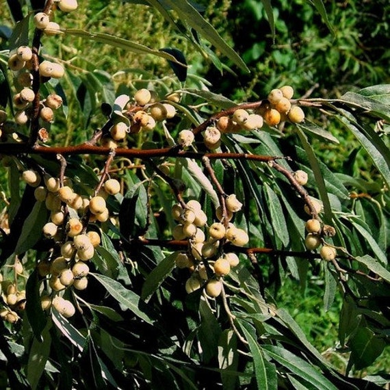 Russian Olive Tree Seeds Elaeagnus angustifolia 5Seeds Etsy