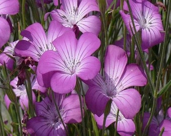 Agrostemma Purple Queen Flower Seeds (Agrostemma Githago) 50+Seeds