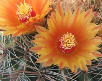 Candy Barrel Cactus Seeds (Ferocactus wislizeni 'Yellow') 20+Seeds