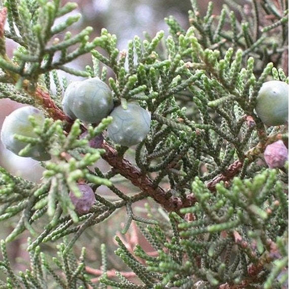 Moroccan Cypress Tree Seeds Cupressus dupreziana var. Etsy