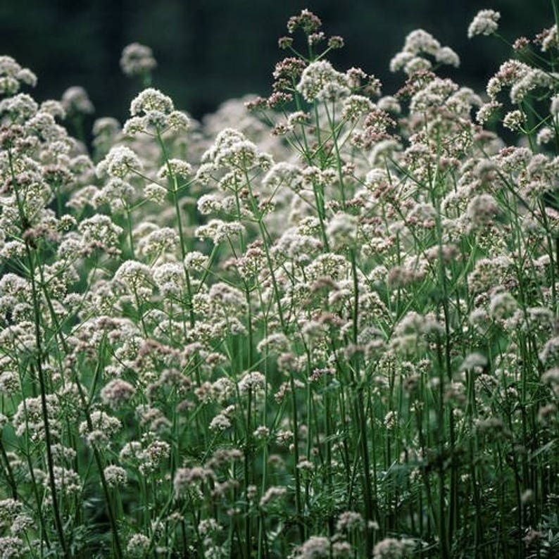 система полива для горшечных цветов. аир огон. монстера деликатесная цветок. система полива домашних цветов. растения расширяющие.