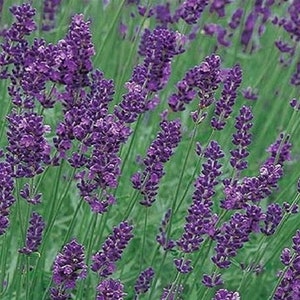 Lavender Munstead Flower Seeds Lavandula Angustifolia 100Seeds image 3