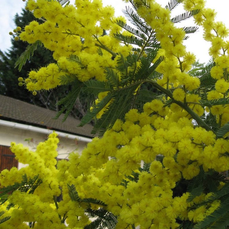 Silver Wattle Mimosa Tree Seeds Acacia dealbata 30Seeds 画像 2