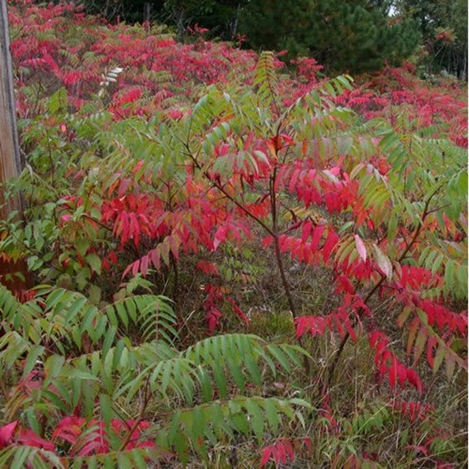 Smooth Sumac Tree Seeds rhus Glabra 25seeds Etsy