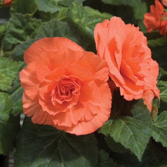 Begonia Semillas Dobles de Flor de Salmón Begonia Tuberosa - Etsy México