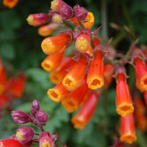 Chilean Glory Vine Seeds Eccremocarpus Scaber Mix 100Seeds image 1