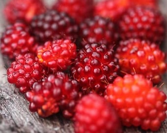 Salmonberry Bush Seeds (Rubus spectabilis) 25+ Seeds