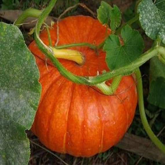 Cucurbita pepo Jack O’ Lantern Pumpkin 16 seeds Cucurbita pepo Jack O’ Lantern Pumpkin 16 seeds