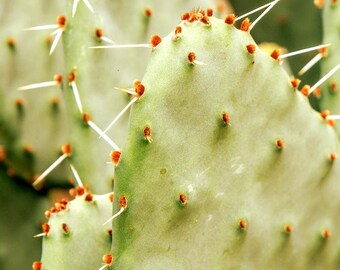 Prickly Pear Cactus Mix Seeds (Opuntia Species) 25+Seeds
