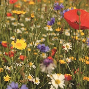 Wildflower Birds & Butterfly Mix Seeds (7g+ Seeds)