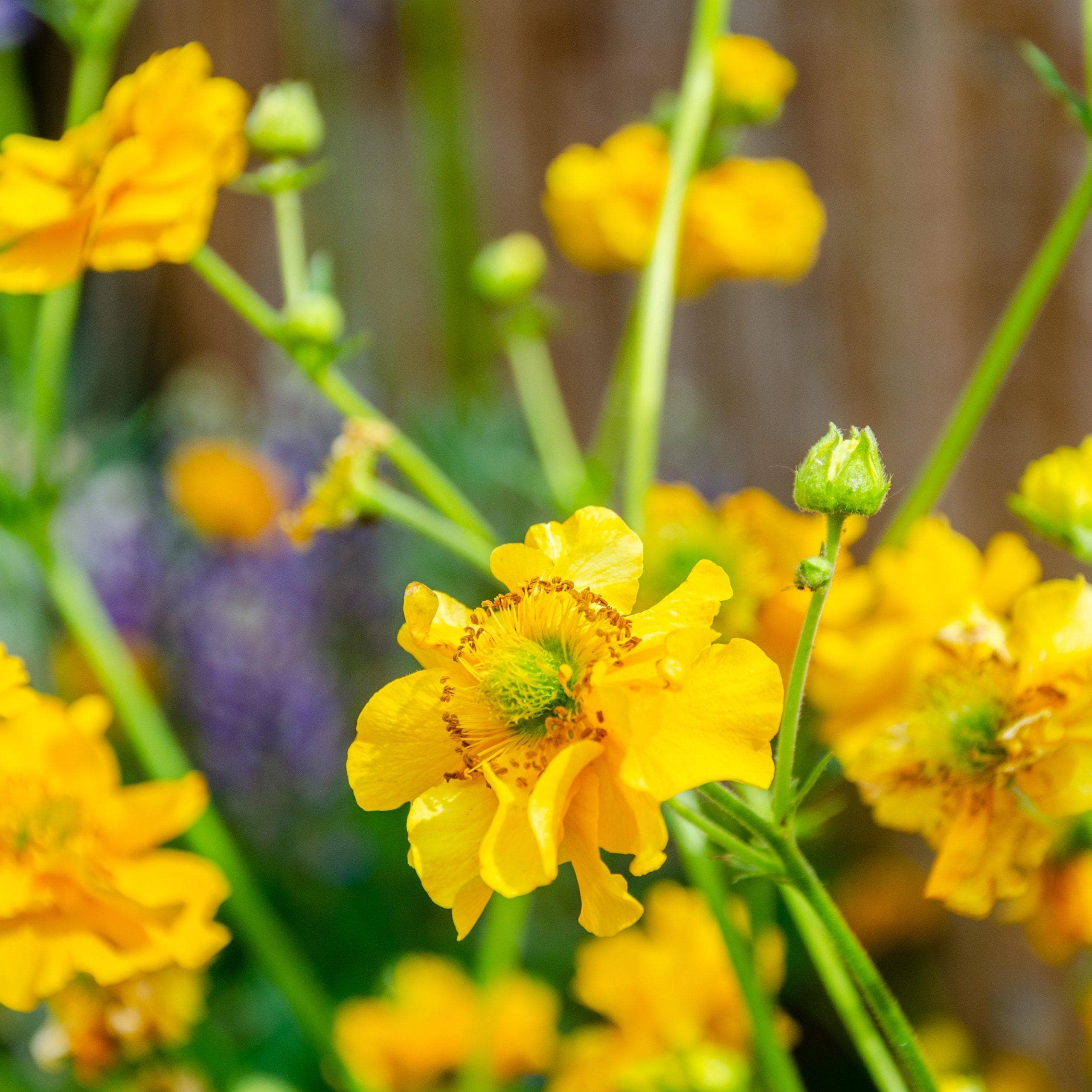 Geum Lady Stratheden Flower Seeds (geum Chiloense) 50+seeds - Etsy