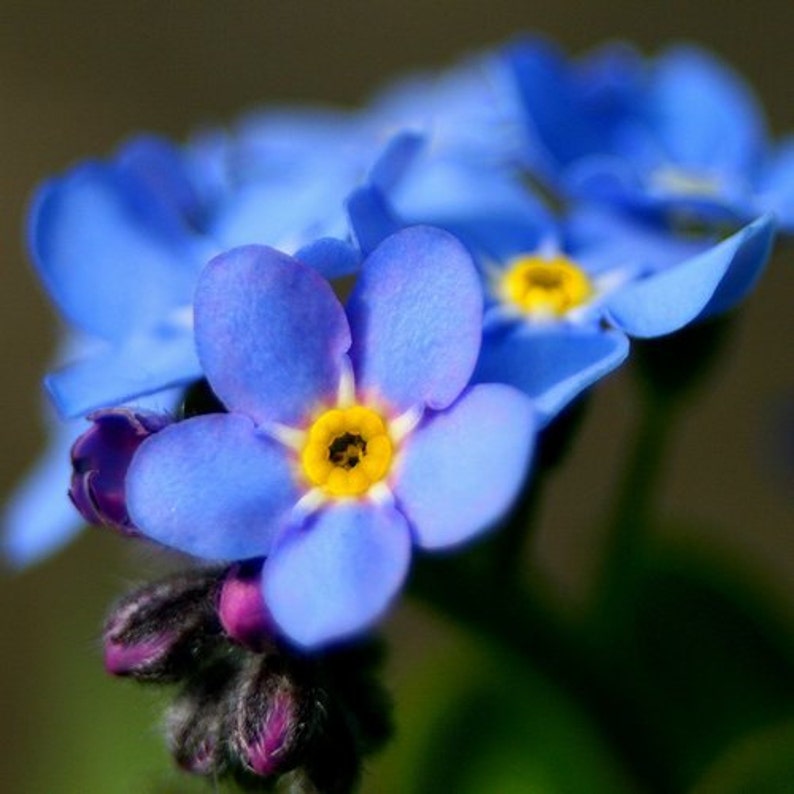 Forget Me Not Blue Flower Seeds Myosotis Alpestris Blue 200Seeds image 3